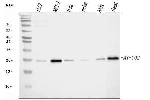 Western blot analysis of MT-CO2 using anti-MT-CO2 antibody (ABIN7599081). (COX2 anticorps  (AA 1-205))