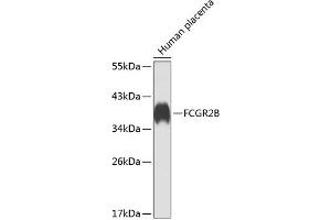 Western blot analysis of extracts of human placenta, using FCGR2B antibody  at 1:1000 dilution. (FCGR2B anticorps  (AA 241-310))