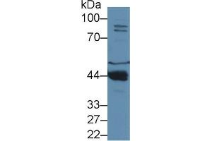 Western blot analysis of Mouse Liver lysate, using Mouse PON1 Antibody (1 µg/ml) and HRP-conjugated Goat Anti-Rabbit antibody (