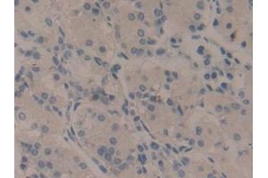 Detection of WNT11 in Human Stomach Tissue using Polyclonal Antibody to Wingless Type MMTV Integration Site Family, Member 11 (WNT11)