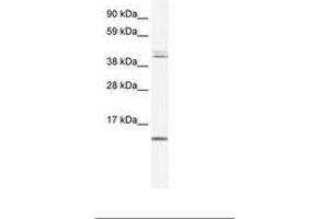 Image no. 2 for anti-Ts Translation Elongation Factor, Mitochondrial (TSFM) (AA 76-125) antibody (ABIN6735975) (TSFM anticorps  (AA 76-125))