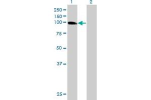 Western Blot analysis of USP13 expression in transfected 293T cell line by USP13 MaxPab polyclonal antibody. (USP13 anticorps  (AA 1-863))