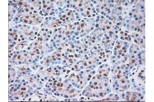 Immunohistochemical staining of paraffin-embedded liver tissue using anti-SIGLEC9mouse monoclonal antibody. (SIGLEC9 anticorps)