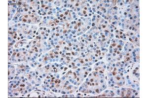 Immunohistochemical staining of paraffin-embedded liver tissue using anti-SIGLEC9mouse monoclonal antibody. (SIGLEC9 anticorps)