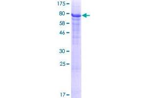 Image no. 1 for HERPUD Family Member 2 (HERPUD2) (AA 1-406) protein (GST tag) (ABIN1306543)