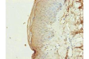 Immunohistochemistry of paraffin-embedded human skin tissue using ABIN7163341 at dilution of 1:100 (Phospholipase D4 anticorps  (AA 52-506))