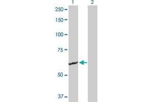 Western Blot analysis of GK2 expression in transfected 293T cell line by GK2 MaxPab polyclonal antibody. (GK2 anticorps  (AA 1-553))