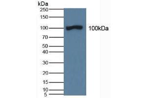 Figure. (DAO anticorps  (AA 347-466))