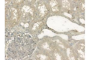 ABIN6256483 and ABIN6267150 at 1/100 staining human normal kidney tissue by IHC-P.