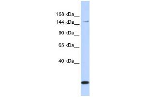 Western Blotting (WB) image for anti-ATP-Binding Cassette, Sub-Family C (CFTR/MRP), Member 3 (ABCC3) antibody (ABIN2458766) (ABCC3 anticorps)