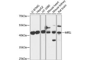 Western blot analysis of extracts of various cell lines, using MRI1 antibody  at 1:3000 dilution. (MRI1 anticorps  (AA 1-369))