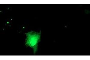 Immunofluorescence (IF) image for anti-RuvB-Like 2 (E. Coli) (RUVBL2) (AA 113-370) antibody (ABIN1490850) (RUVBL2 anticorps  (AA 113-370))