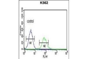 CHEK2 Antibody (N-term) (ABIN1881196 and ABIN2840120) flow cytometric analysis of K562 cells (right histogram) compared to a negative control cell (left histogram). (CHEK2 anticorps  (N-Term))
