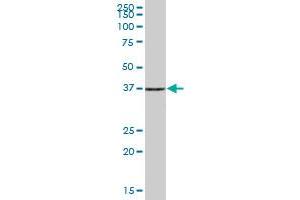 PHF7 MaxPab polyclonal antibody. (PHF7 anticorps  (AA 1-381))