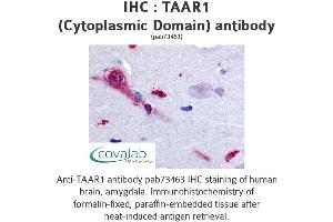 Image no. 1 for anti-Trace Amine Associated Receptor 1 (TAAR1) (3rd Cytoplasmic Domain) antibody (ABIN1739853) (TAAR1 anticorps  (3rd Cytoplasmic Domain))