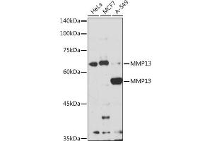 Western blot analysis of extracts of various cell lines, using MMP13 antibody (ABIN7268418) at 1:1000 dilution. (MMP13 anticorps  (AA 262-471))