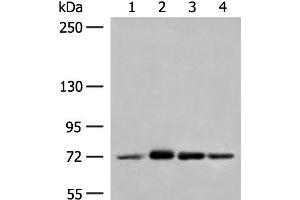 Western blot analysis of Jurkat cell Mouse heart tissue A172 HepG2 cell lysates using MCCC1 Polyclonal Antibody at dilution of 1:350 (MCCC1 anticorps)