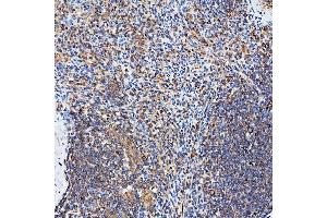 IHC analysis of SH2D4A using anti-SH2D4A antibody (ABIN7601695). (SH2D4A anticorps  (AA 42-454))