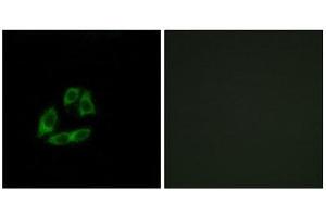Immunofluorescence (IF) image for anti-ADP-Ribosylation Factor Interacting Protein 1 (ARFIP1) (C-Term) antibody (ABIN1850795) (ARFIP1 anticorps  (C-Term))