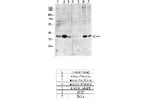 Western Blot (WB) analysis of specific cells using Antibody diluted at 1:1000. (CREB1 anticorps  (pSer133))