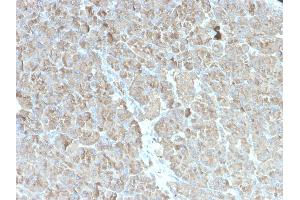 Formalin-fixed, paraffin-embedded human pancreas stained with CELA3B Recombinant Mouse Monoclonal Antibody (rCELA3B/1811) (Recombinant Elastase 3B anticorps  (AA 82-238))