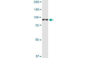 XPR1 monoclonal antibody (M06), clone 2G8. (xpr1 anticorps  (AA 598-695))