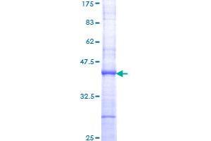 Image no. 1 for TATA Box Binding Protein (TBP) (AA 227-339) protein (GST tag) (ABIN1322267)
