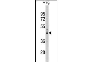 Western blot analysis of PSMD13 Antibody (C-term) (ABIN389455 and ABIN2839521) in Y79 cell line lysates (35 μg/lane). (PSMD13 anticorps  (C-Term))