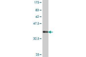 Western Blot detection against Immunogen (38.