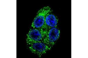 Immunofluorescence (IF) image for anti-Dimethylarginine Dimethylaminohydrolase 1 (DDAH1) antibody (ABIN3001702) (DDAH1 anticorps)