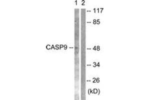 Western blot analysis of extracts from NIH-3T3 cells, treated with TNF-a 20ng/ml 30', using Caspase 9 (Ab-125) Antibody. (Caspase 9 anticorps  (AA 91-140))