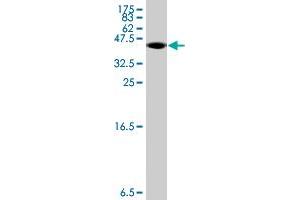 Western Blot detection against Immunogen (36.