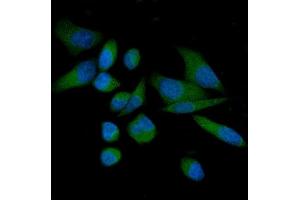 IF analysis of THEM4 using anti-THEM4 antibody (ABIN7599140). (THEM4 anticorps  (AA 1-240))