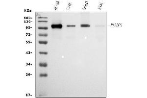 Western blot analysis of RALBP1 using anti-RALBP1 antibody (ABIN7600799).