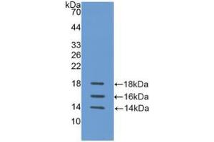 Western blot analysis of recombinant Human IL15. (IL-15 anticorps  (AA 50-162))