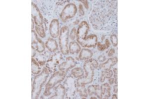 Immunohistochemical analysis of B on paraffin-embedded Human kidney tissue.