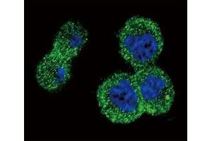 Confocal immunofluorescent analysis of anti-AKT antibody with MDA-MB435 cells followed by Alexa Fluor 488-conjugated goat anti-rabbit lgG (green).
