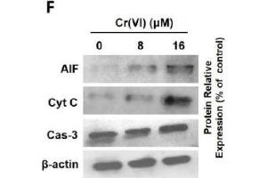 Cr(VI) induced mitochondrial-related cytotoxicity. (Caspase 3 anticorps)