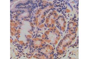 Used in DAB staining on fromalin fixed paraffin- embedded stomach tissue