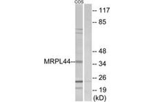 Western Blotting (WB) image for anti-Mitochondrial Ribosomal Protein L44 (MRPL44) (AA 221-270) antibody (ABIN6766501)