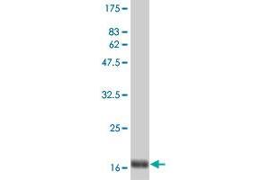 Western Blot detection against Immunogen (19. (IFNA2 anticorps  (AA 24-188))