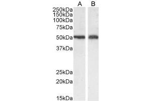 ABIN190899 (0. (SLC7A11 anticorps  (Internal Region))