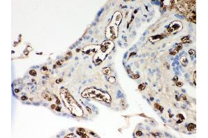 Anti- Apolipoprotein E Picoband antibody, IHC(P) IHC(P): Human Placenta Tissue