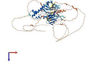 AlphaFold protein structure predicition of Human Recombinant FBXO42 Protein, UniprotID Q6P3S6