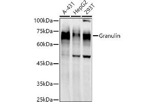 Western blot analysis of extracts of various cell lines, using Granulin antibody  at 1:1000 dilution. (Granulin anticorps)