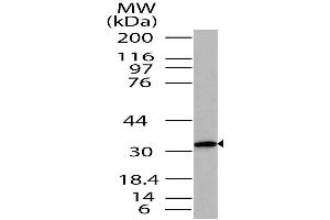 Image no. 1 for anti-ST2V Or ST2 (AA 150-300) antibody (ABIN5027547) (ST2V Or ST2 (AA 150-300) anticorps)