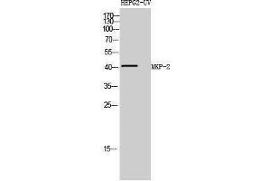 Western Blotting (WB) image for anti-Dual Specificity Phosphatase 4 (DUSP4) (Internal Region) antibody (ABIN3176026) (DUSP4 anticorps  (Internal Region))