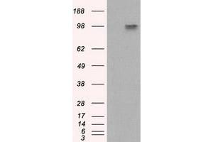 Image no. 6 for anti-Amyloid beta (A4) Precursor Protein (APP) antibody (ABIN1496877) (APP anticorps)