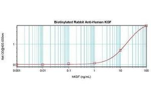 Image no. 1 for anti-Fibroblast Growth Factor 7 (FGF7) antibody (Biotin) (ABIN464855) (FGF7 anticorps  (Biotin))
