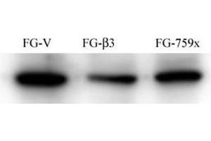 FG Pancreatic Carcinoma Cell Lines stably expressing vector along (FG-V) the b3 integrin subunit (FG-b3) or a b3 truncation mutant (FG-759x). (Src anticorps)
